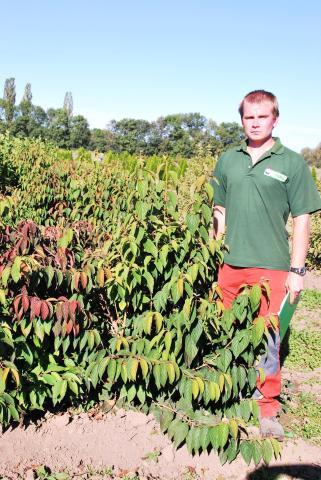 Viburnum plicatum 'Mariesii'